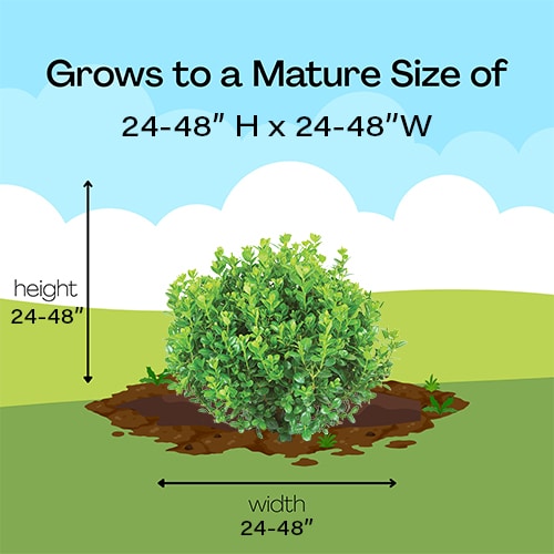 Boxwood, Proven Winners 'Sprinter' (2 Gallon) - Image 9
