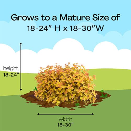 Spirea, Proven Winners 'Double Play Candy Corn' (2 Gallon) - Image 9