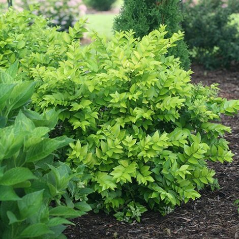 Ligustrum, Proven Winners 'Golden Ticket' (2 Gallon) - Image 6