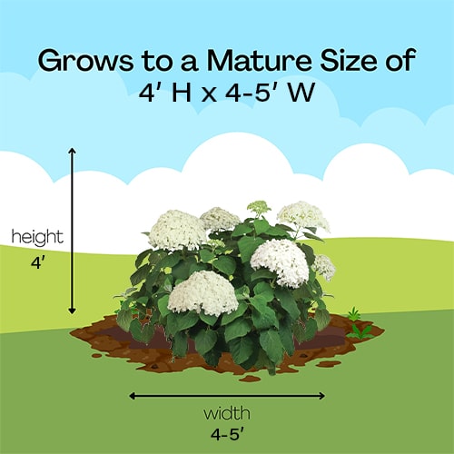 Hydrangea, Proven Winners 'Incrediball' (5 Gallon) - Image 9