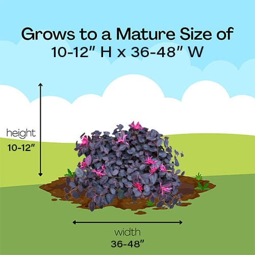 Loropetalum, Proven Winners 'Jazz Hands Mini' (2 Gallon) - Image 8