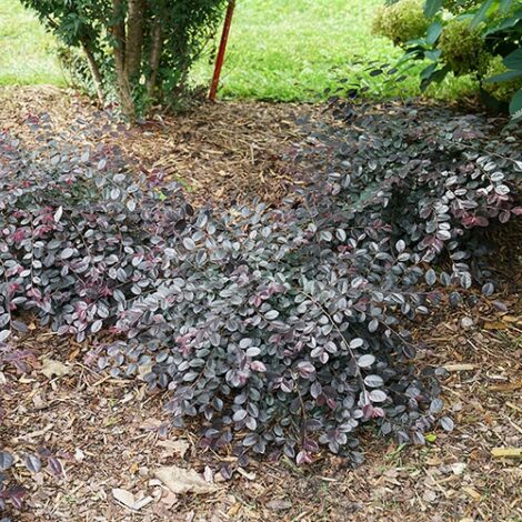 Loropetalum, Proven Winners 'Jazz Hands Mini' (2 Gallon) - Image 4