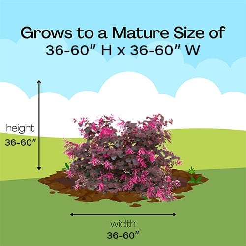 Loropetalum, Proven Winners 'Jazz Hands Pink' (2 Gallon) - Image 10