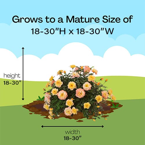 Rose, Proven Winners 'Oso Easy, Italian Ice' (2 Gallon) - Image 9