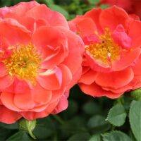Rose, Proven Winners 'Oso Easy, Mango Salsa' (2 Gallon)