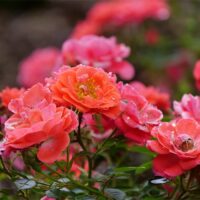 Rose, Proven Winners 'Oso Easy, Mango Salsa' (2 Gallon) - Image 3
