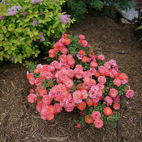 Rose, Proven Winners 'Oso Easy, Mango Salsa' (2 Gallon) - Image 5
