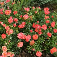 Rose, Proven Winners 'Oso Easy, Mango Salsa' (2 Gallon) - Image 4