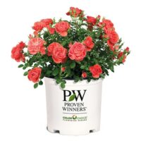 Rose, Proven Winners 'Oso Easy, Mango Salsa' (2 Gallon) - Image 2