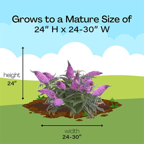 Buddleia, Proven Winners 'Pugster Pinker' (2 Gallon) - Image 9