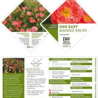Rose, Proven Winners 'Oso Easy, Mango Salsa' (2 Gallon) - Image 6