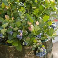 Blueberry, Bushel and Berry 'Pink Icing' (2 Gallon) - Image 3
