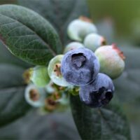 Blueberry, Bushel and Berry 'Pink Icing' (2 Gallon)