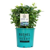 Blueberry, Bushel and Berry 'Pink Icing' (2 Gallon) - Image 2