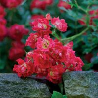 Rose, Drift 'Red Tree' (3 Gallon) - Image 3