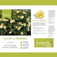 Rose, Knock Out 'Easy Bee-zy Tree' (3 Gallon) - Image 5