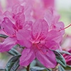 Encore-Amethyst-Azalea-Blooms-100.jpg