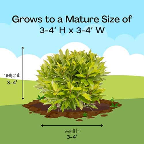 Anise, FIRST EDITIONS 'BananAppeal' (2 Gallon) - Image 9