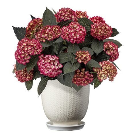 Hydrangea, FIRST EDITIONS 'Eclipse' (2 Gallon) - Image 8