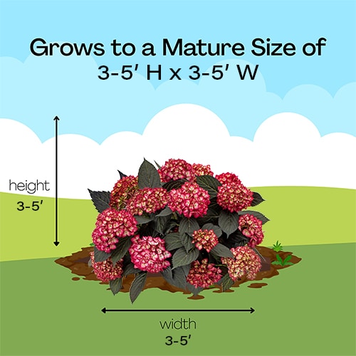 Hydrangea, FIRST EDITIONS 'Eclipse' (2 Gallon) - Image 12