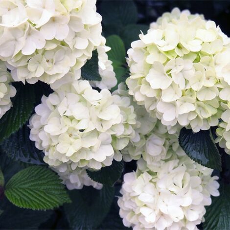 Viburnum, FIRST EDITIONS 'Opening Day' (2 Gallon)