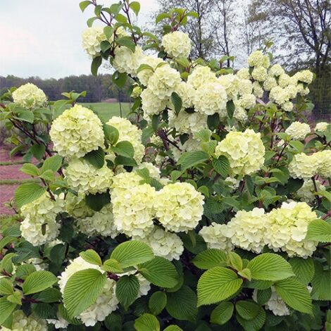 Viburnum, FIRST EDITIONS 'Opening Day' (2 Gallon) - Image 5