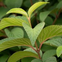 Viburnum, FIRST EDITIONS 'Opening Day' (2 Gallon) - Image 6
