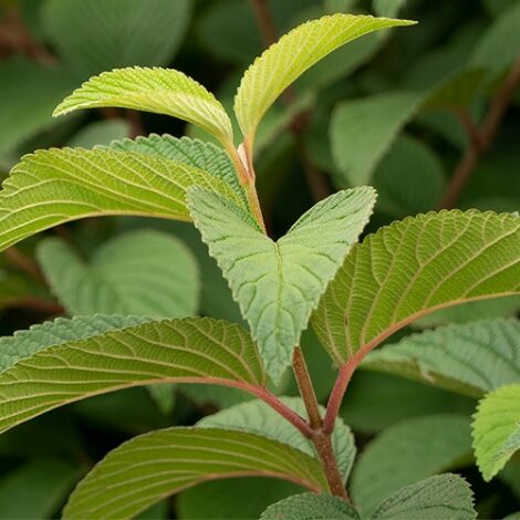 Viburnum, FIRST EDITIONS 'Opening Day' (2 Gallon) - Image 6