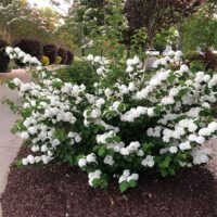 Viburnum, FIRST EDITIONS 'Opening Day' (2 Gallon) - Image 3