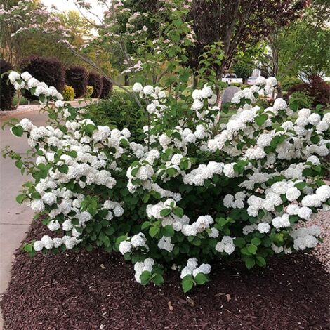 Viburnum, FIRST EDITIONS 'Opening Day' (2 Gallon) - Image 3