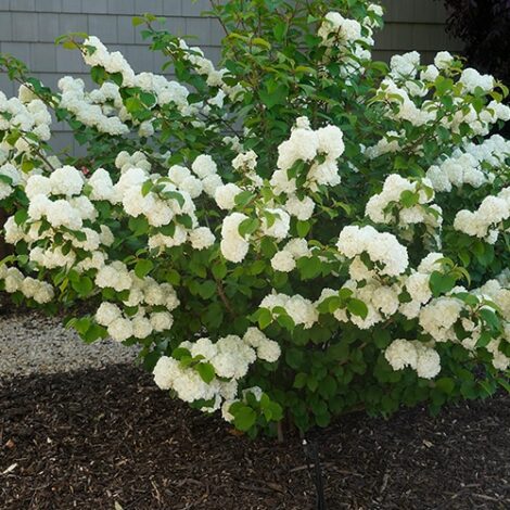 Viburnum, FIRST EDITIONS 'Opening Day' (2 Gallon) - Image 4
