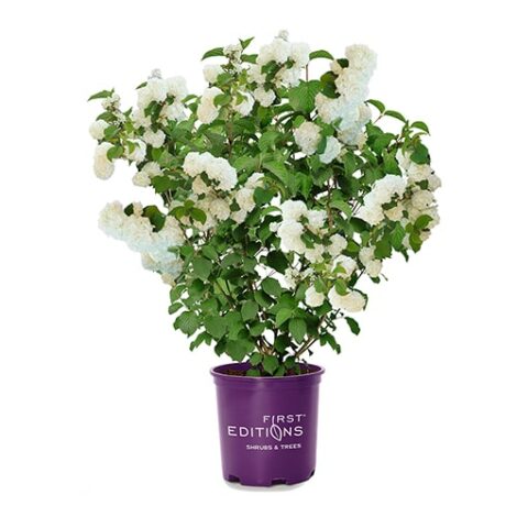 Viburnum, FIRST EDITIONS 'Opening Day' (2 Gallon) - Image 2