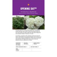 Viburnum, FIRST EDITIONS 'Opening Day' (2 Gallon) - Image 7