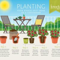 Rose, Knock Out 'Easy Bee-zy Tree' (3 Gallon) - Image 7