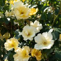 Rose, Knock Out 'Easy Bee-zy Tree' (3 Gallon) - Image 4