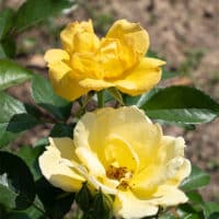 Rose, Knock Out 'Easy Bee-zy Tree' (3 Gallon) - Image 3