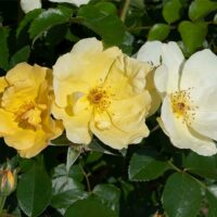 Rose, Knock Out 'Easy Bee-zy Tree' (3 Gallon)