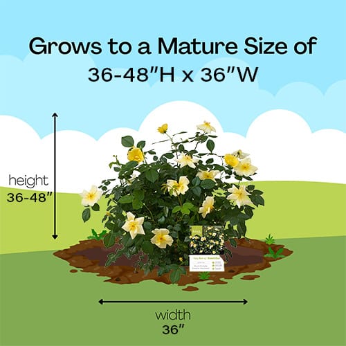 Rose, Knock Out 'Easy Bee-zy' (1 Gallon and 2 Gallon) - Image 10