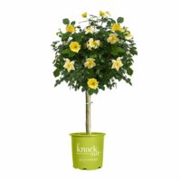 Rose, Knock Out 'Easy Bee-zy Tree' (3 Gallon) - Image 2