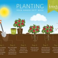 Rose, Knock Out 'Easy Bee-zy Tree' (3 Gallon) - Image 6