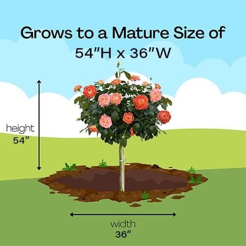 Rose, Knock Out 'Orange Glow Tree' (3 Gallon) - Image 10