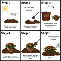 Lantana, Southern Living Plant Collection 'Red Little Lucky' (2.6 Quart) - Image 6