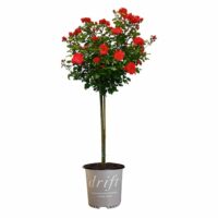 Rose, Drift 'Red Tree' (3 Gallon) - Image 2