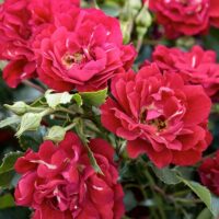 Rose, Drift 'Red Tree' (3 Gallon)