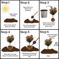 Rose, Drift 'Red Tree' (3 Gallon) - Image 6