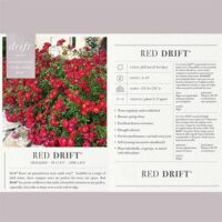 Rose, Drift 'Red Tree' (3 Gallon) - Image 4
