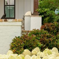 Viburnum, Southern Living Plant Collection 'Copper Top' (2 Gallon) - Image 3