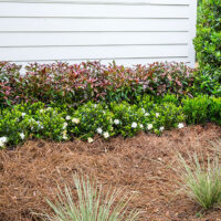 Viburnum, Southern Living Plant Collection 'Copper Top' (2 Gallon) - Image 4