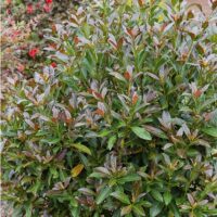 Viburnum, Southern Living Plant Collection 'Copper Top' (2 Gallon)