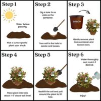 Viburnum, Southern Living Plant Collection 'Copper Top' (2 Gallon) - Image 7